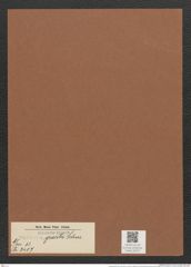Surirella gracilis Schm. (de-Toni-Nr.: Genus 53, Species 2407) Zeichnungen Sammlung Grunow Mappe 02557 (Herbarium_W_Grunow_drawings_Folder_02557)